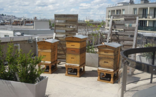 4 raisons de se mettre à l'apiculture