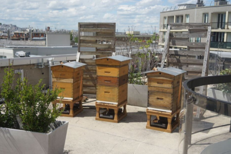 4 raisons de se mettre à l'apiculture