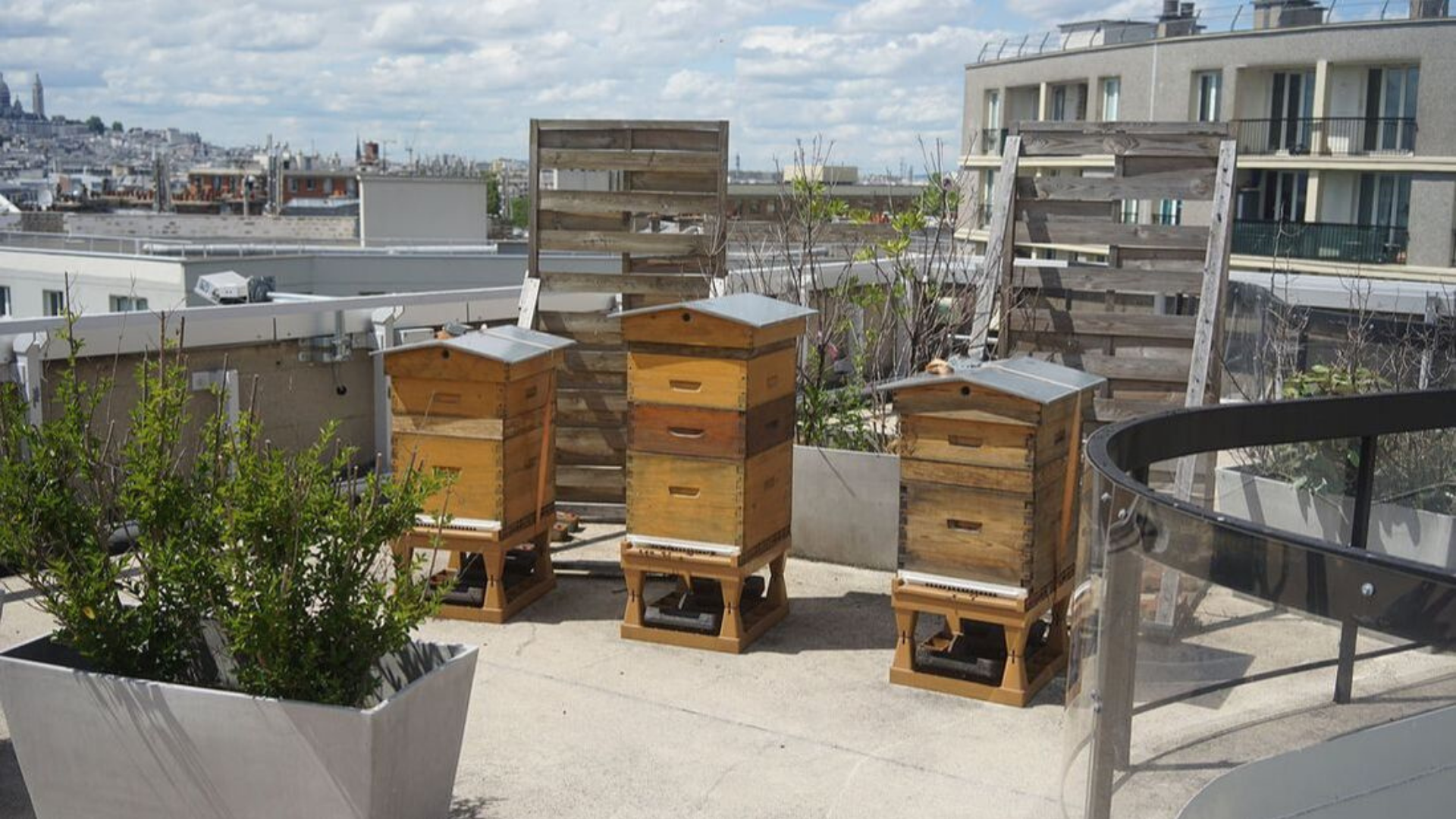 You are currently viewing 4 bonnes raisons de se mettre à l’apiculture en ville