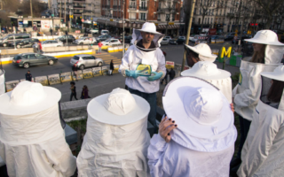 Se lancer dans l'apiculture urbaine