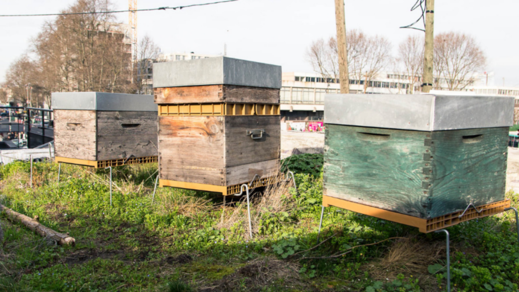 Se lancer dans l'apiculture urbaine