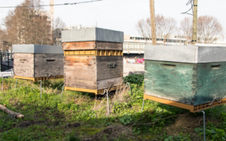 Se lancer dans l'apiculture urbaine