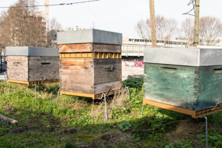 Se lancer dans l'apiculture urbaine