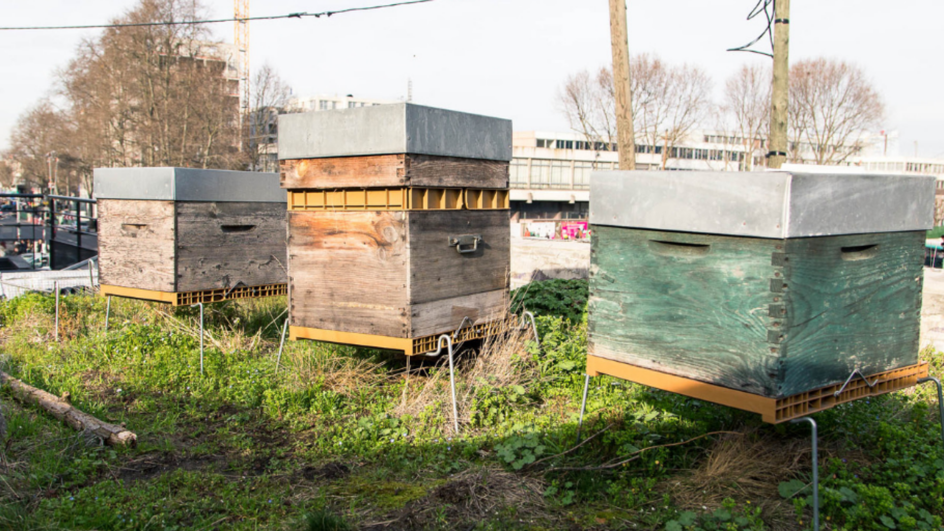 Lire la suite à propos de l’article Nos conseils pour se lancer dans l’apiculture urbaine – Partie 2