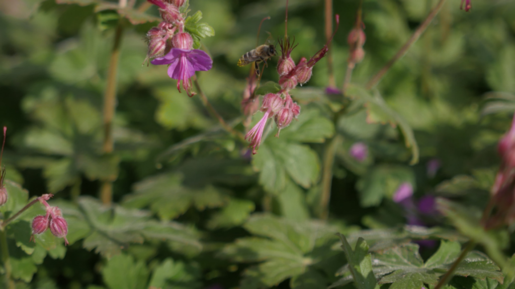 Des gestes simples pour sauver les abeilles