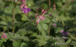Des gestes simples pour sauver les abeilles