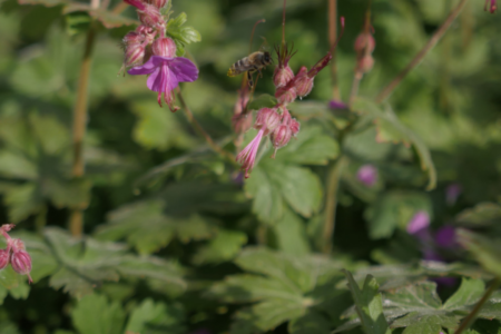 Des gestes simples pour sauver les abeilles