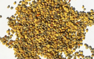 qu'est ce que le pollen