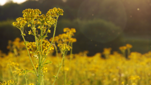 Lire la suite à propos de l’article Avec le printemps arrive la reprise des activités de la ruche !