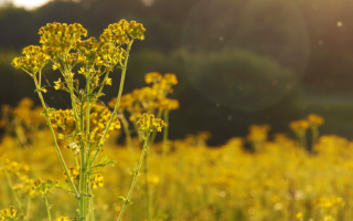 Avec le printemps arrive la reprise des activités de la ruche !