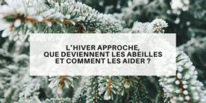 Lire la suite à propos de l’article L’hiver approche, que deviennent les abeilles et comment les aider ?