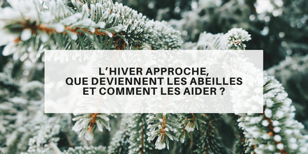 You are currently viewing L’hiver approche, que deviennent les abeilles et comment les aider ?