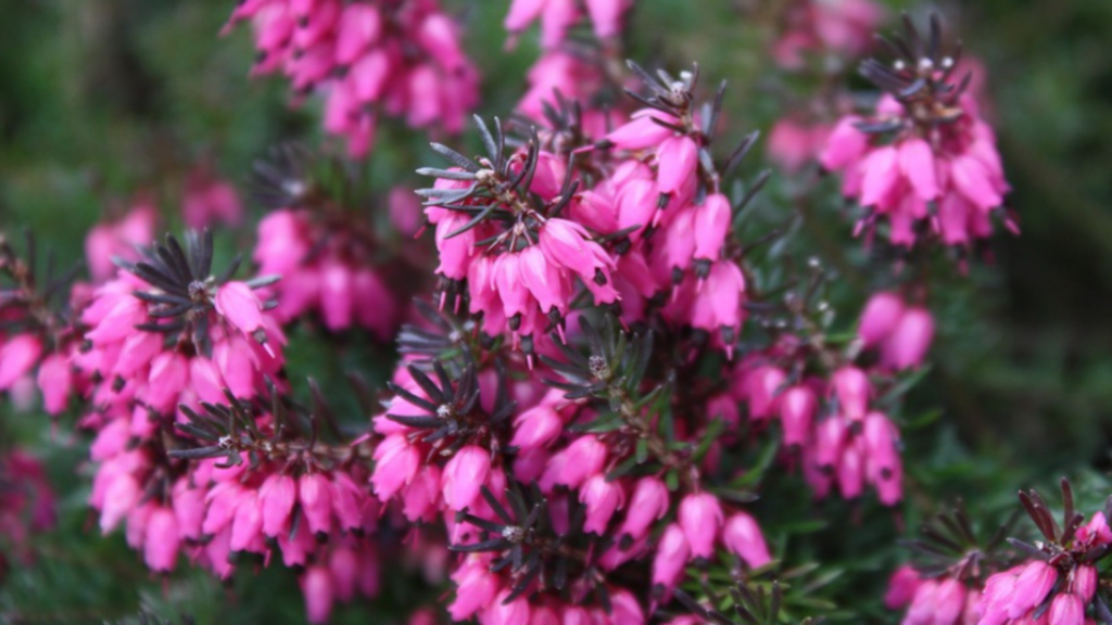 Que dois-je planter pour aider les abeilles ?