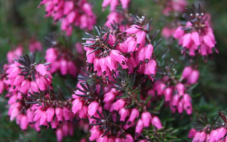Que dois-je planter pour aider les abeilles ?