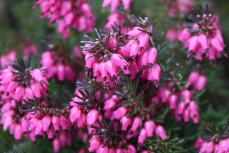 Que dois-je planter pour aider les abeilles ?