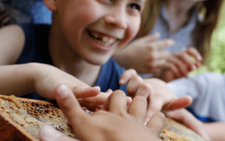 Expliquer les abeilles aux enfants