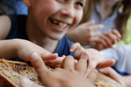 Expliquer les abeilles aux enfants