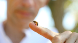 Lire la suite à propos de l’article Comment aider les abeilles, même en confinement ?