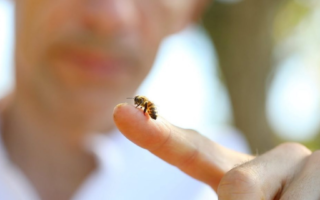 Comment aider les abeilles même en confinement