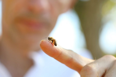 Comment aider les abeilles même en confinement