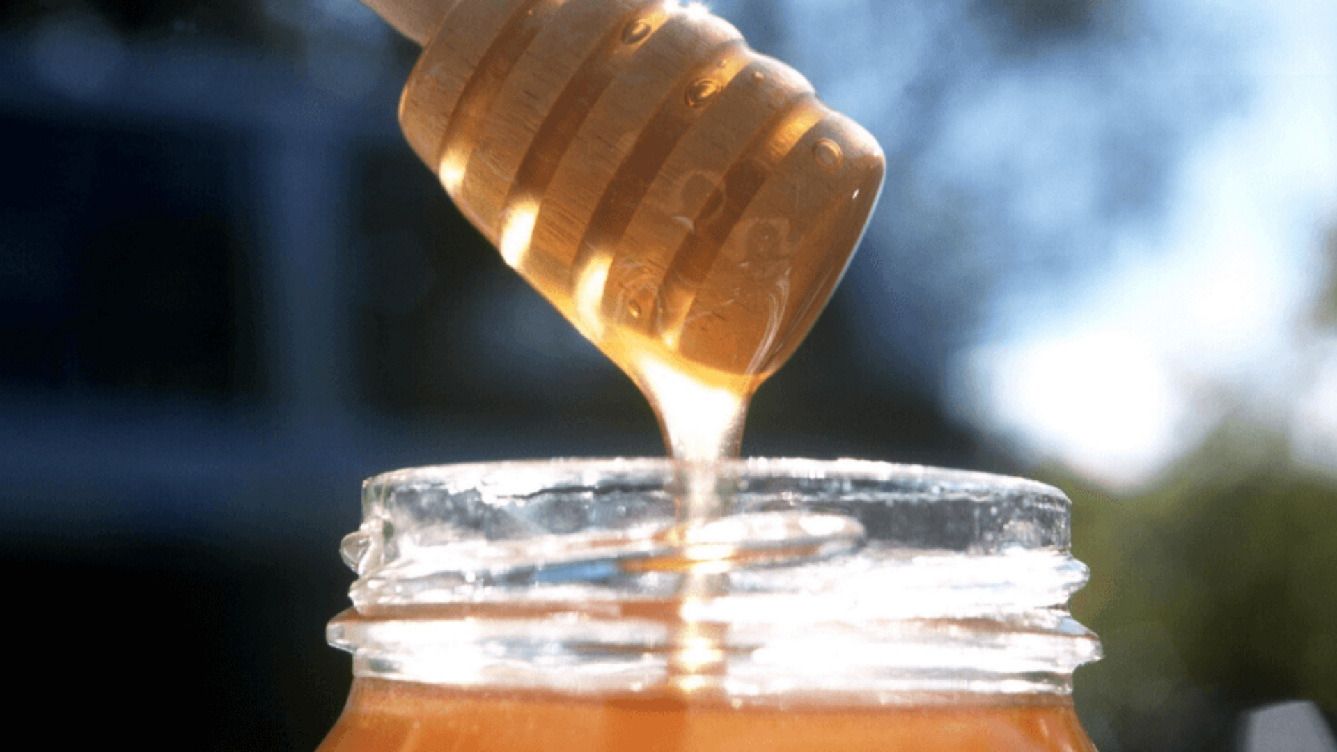 You are currently viewing Le miel bio : est-ce vraiment écolo ? Nos apiculteurs répondent