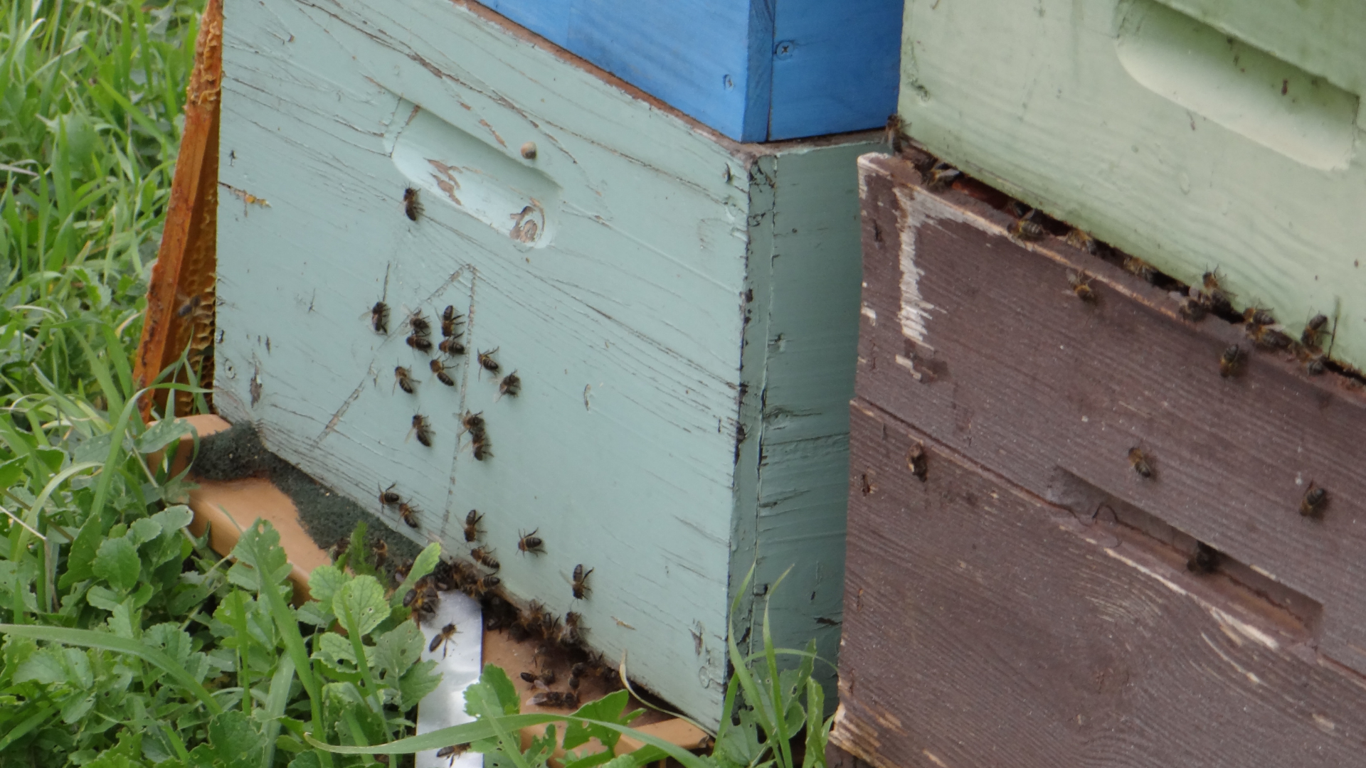 Lire la suite à propos de l’article La peinture des ruches : recette de peinture naturelle