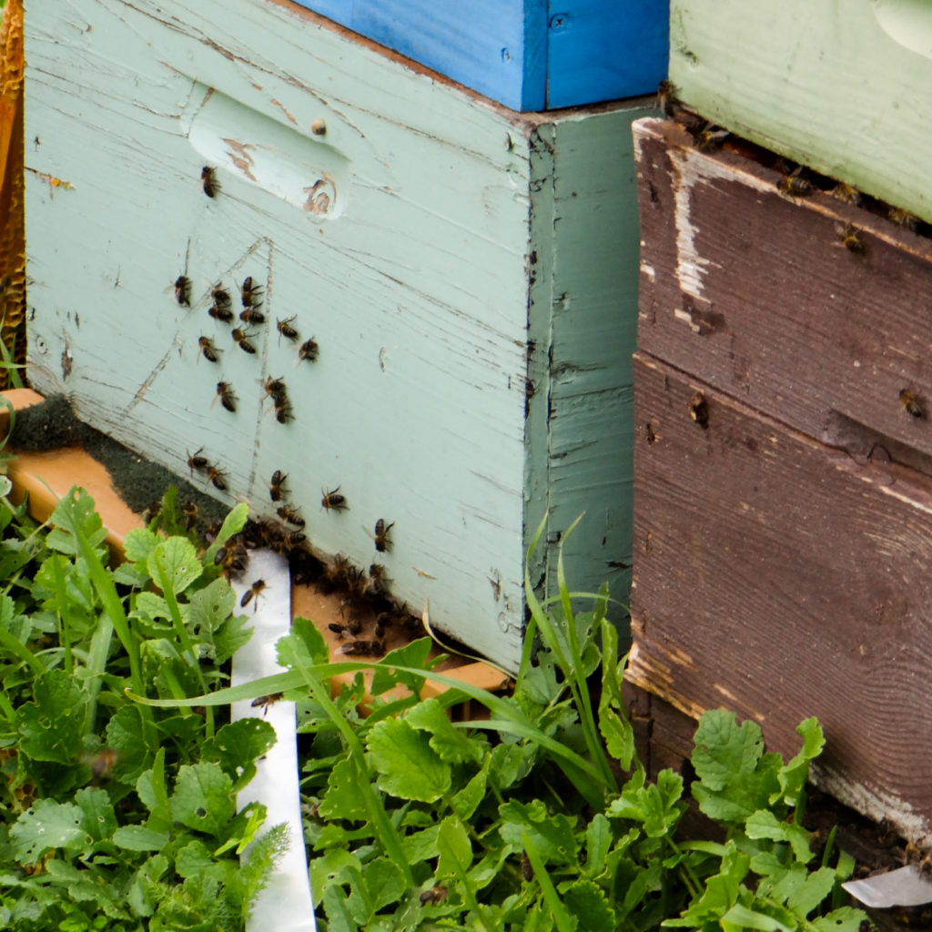 Peinture des ruches : recette peinture naturelle