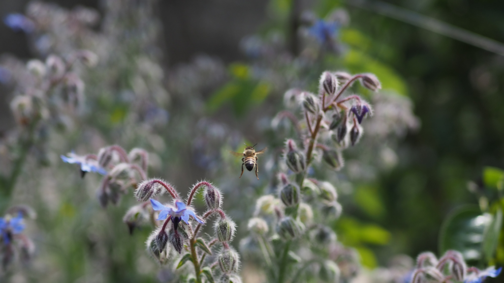 Journée mondiale de l'abeille, abeille en vol