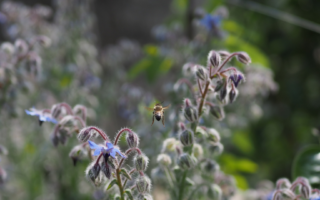 Journée mondiale de l'abeille, abeille en vol