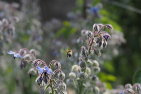 Journée mondiale de l'abeille, abeille en vol