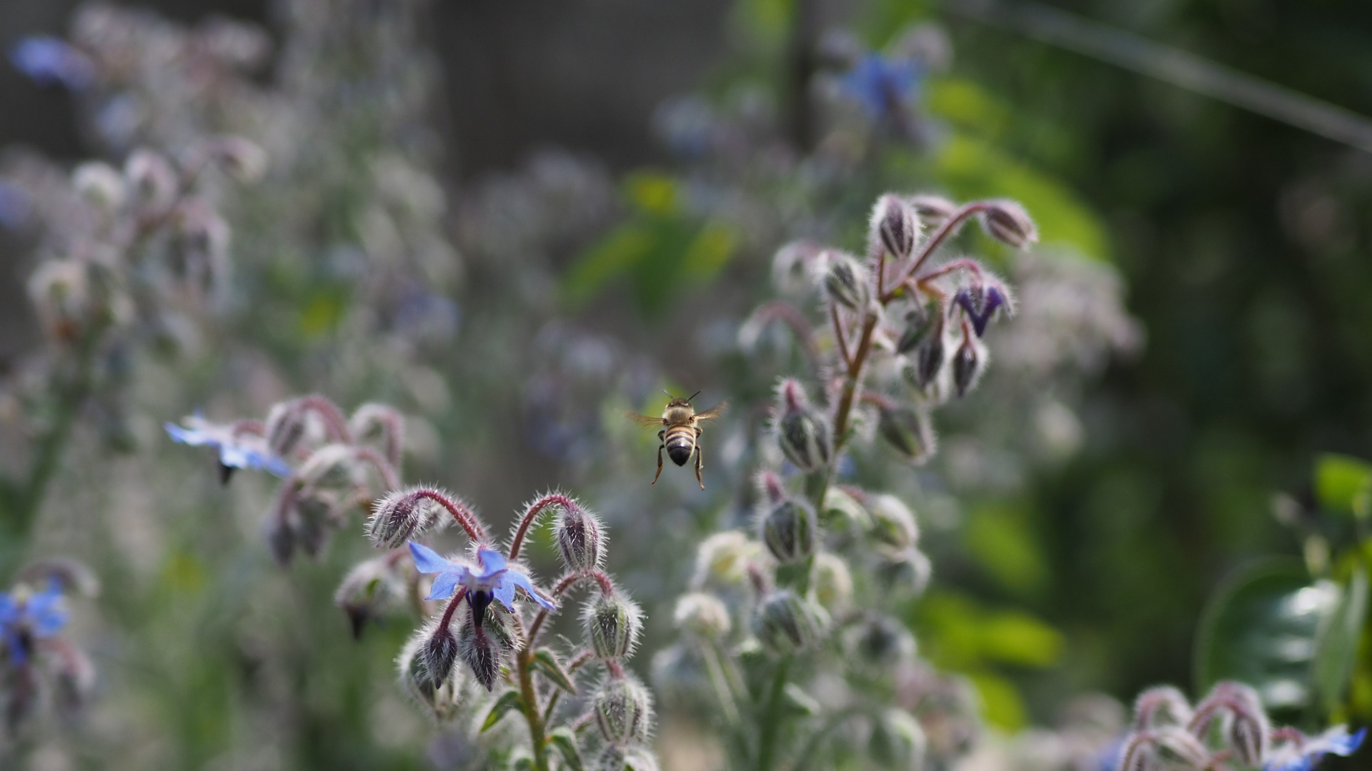 You are currently viewing Journée mondiale de l’abeille