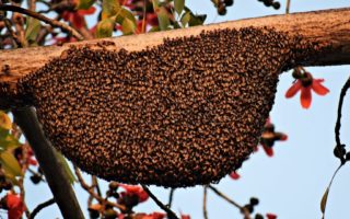 essaim d'abeilles