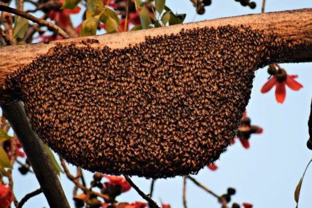 essaim d'abeilles