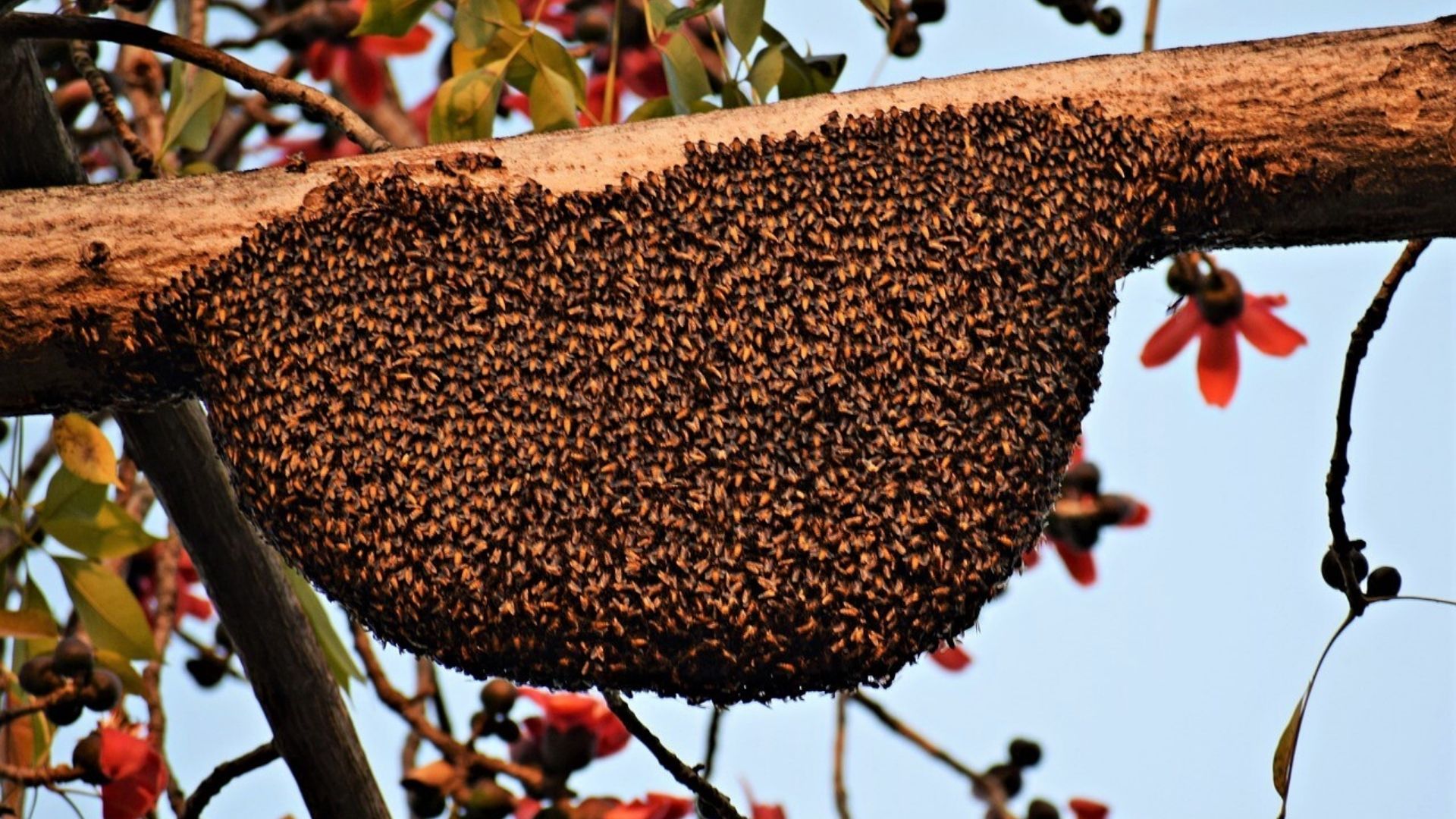 Que faire si vous trouvez un essaim d'abeilles dans votre jardin