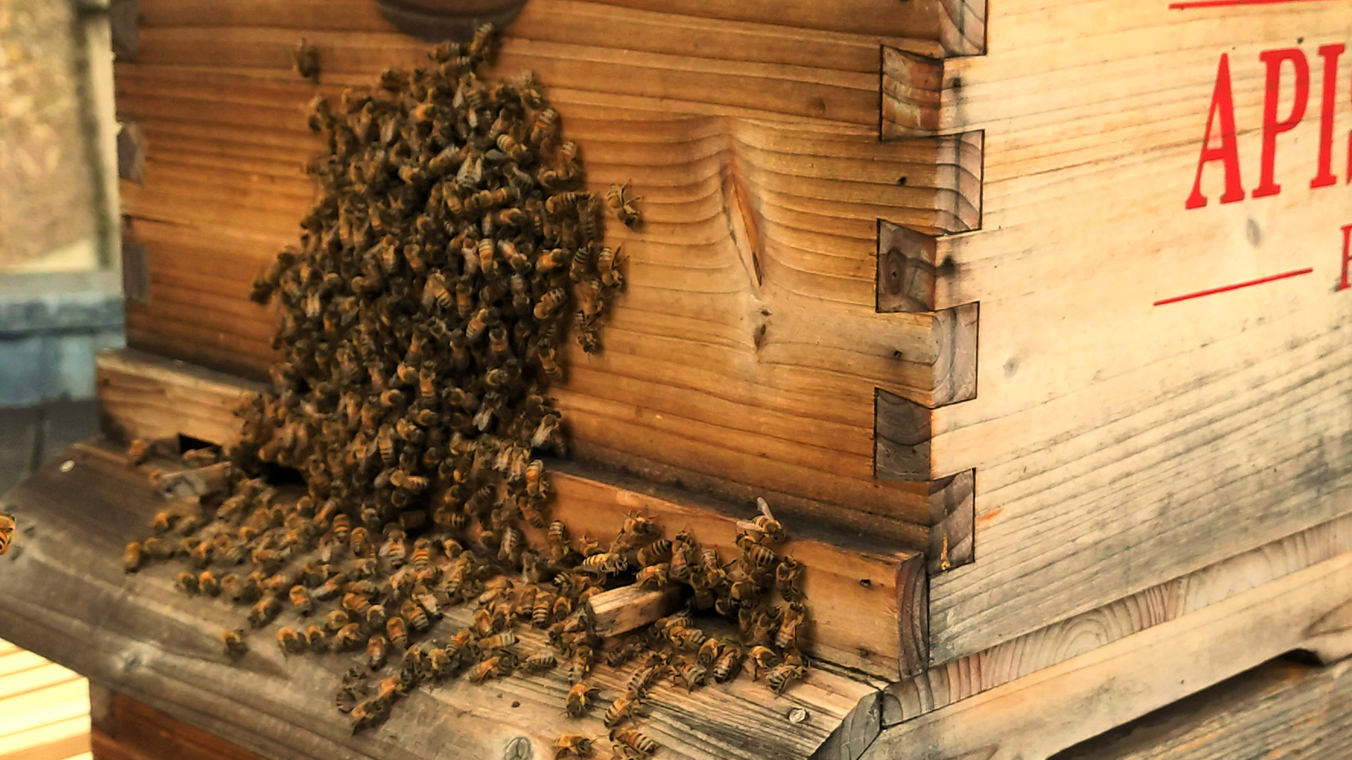 You are currently viewing Quelle température fait-il dans une ruche ?
