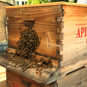 Ruche barbe, abeilles barbe, barbe apiculture