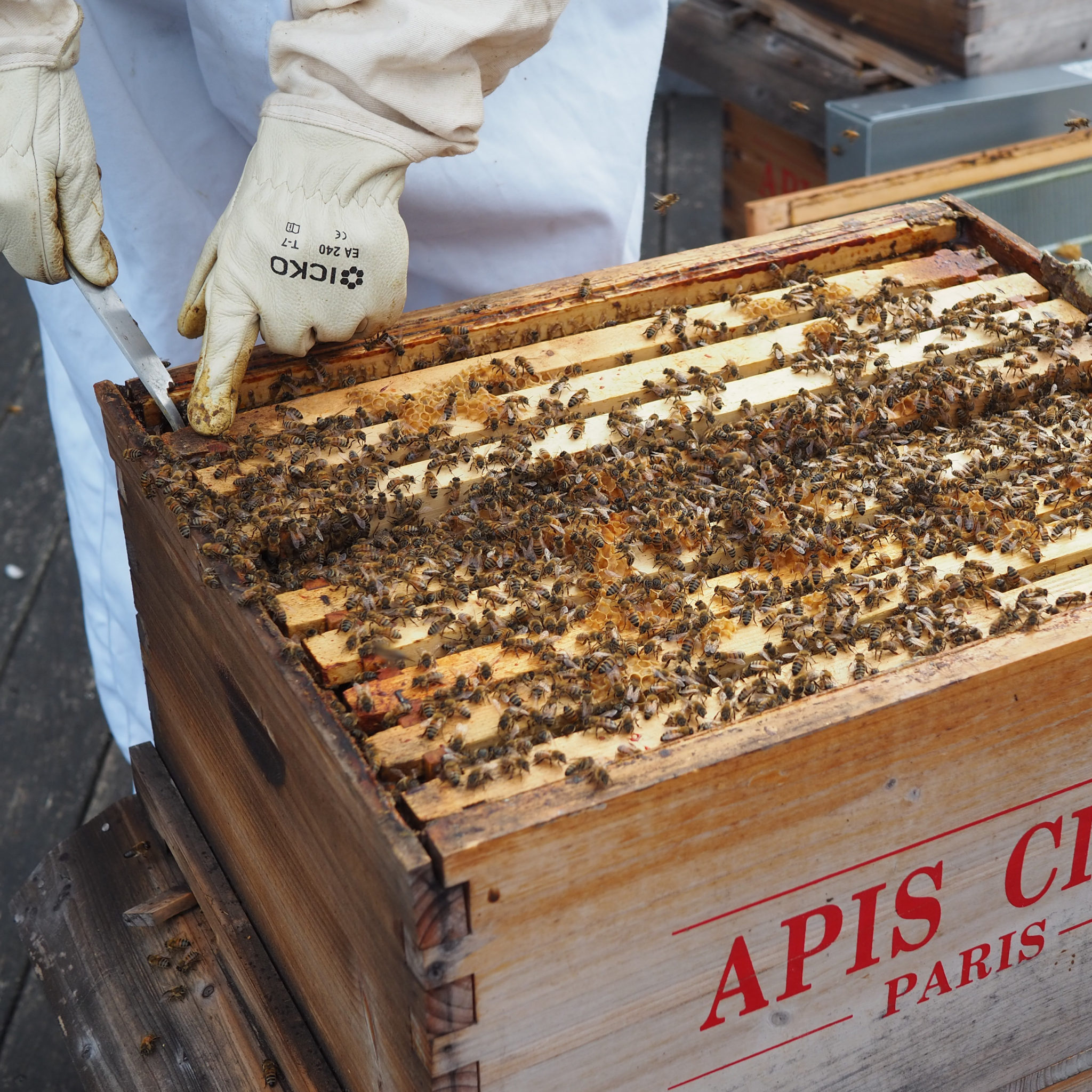 Bon cadeau pour une initiation à l'apiculture - HAPPYCULTEUR