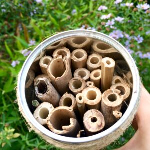 Construction d’un nichoir à abeilles sauvages