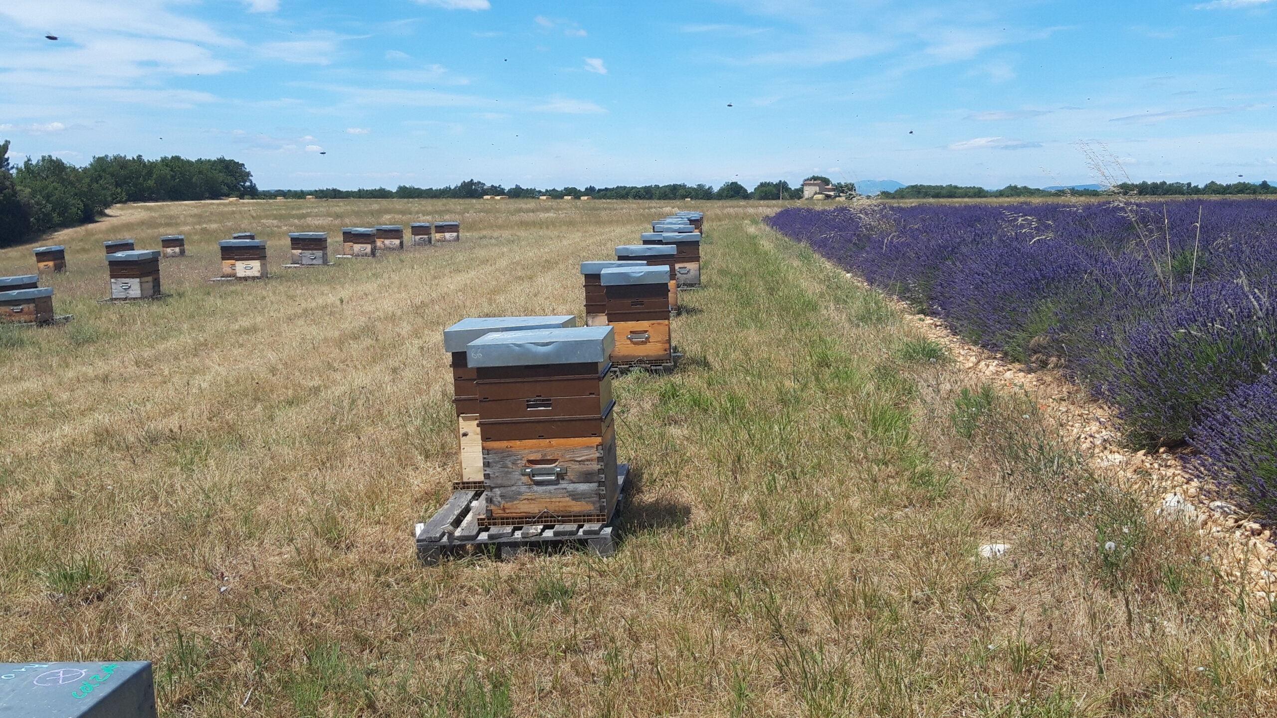 Lire la suite à propos de l’article Nourrir les abeilles en hiver : pourquoi et comment ?